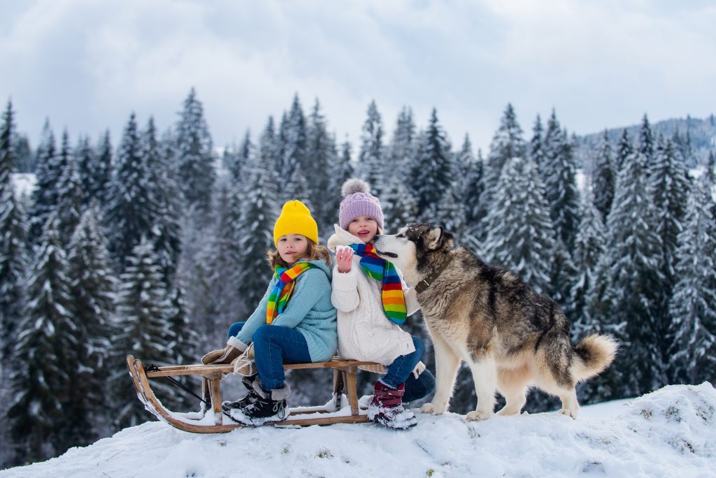 Two little girls around six years old sitting on a sled in front of a snowy forest, while a husky dog gives them kisses.