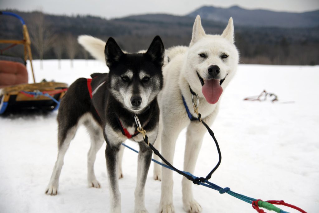 A black husky and a white husky, posing for the camera in front of the sled (the black one looks serious and the white one has his tongue hanging out), on the snow in New Hampshire.