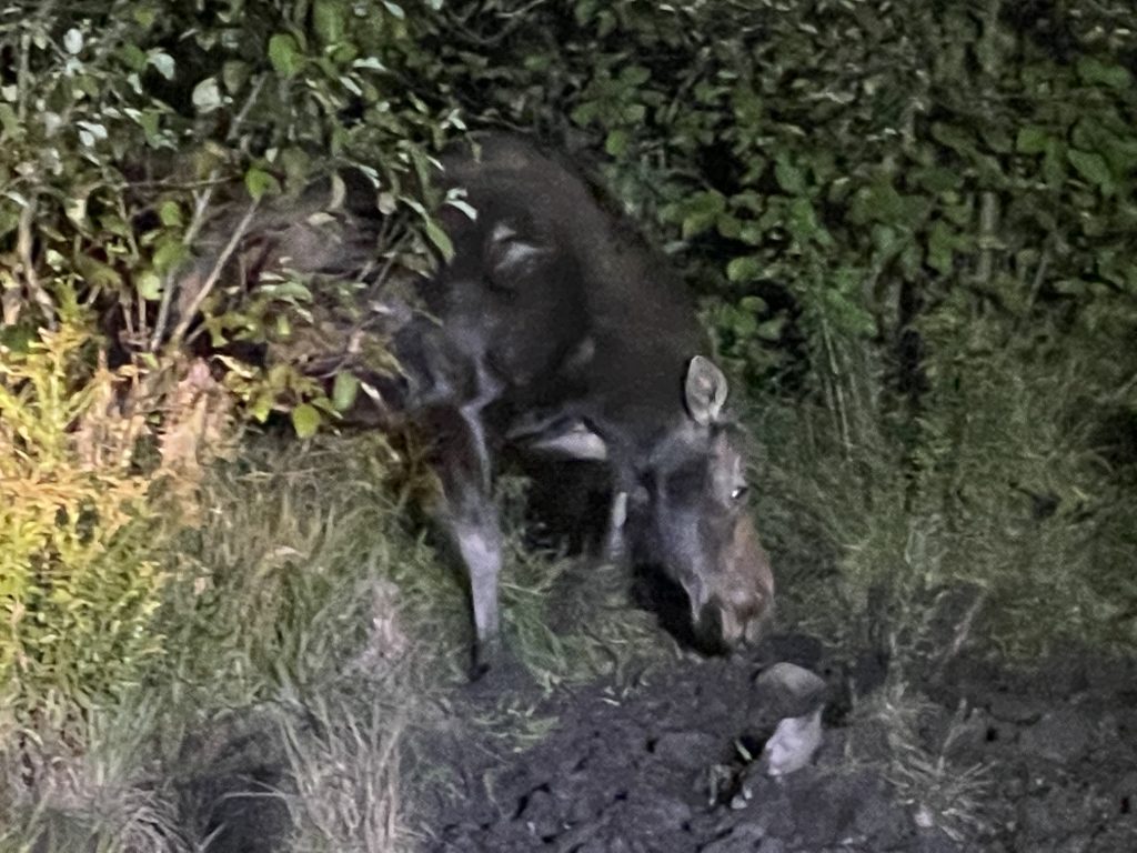 A shy moose peeking out between the bushes to see what's on the ground. It's a female with no antlers.