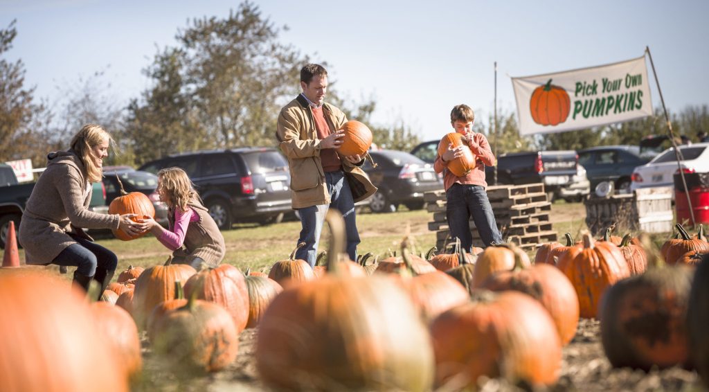 A mom, dad, and two kids picking pumpkins together at a farm.
