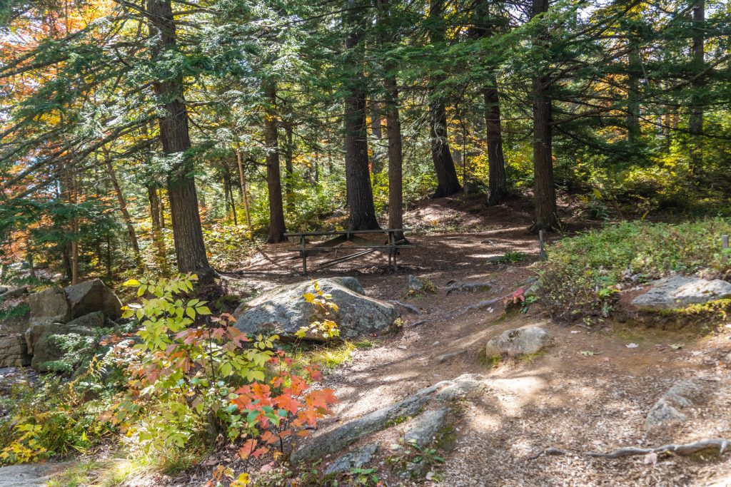 A picnic table surrounded by shady pine trees.