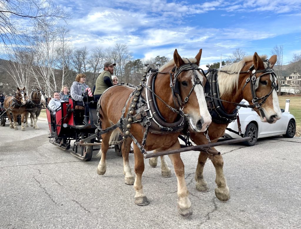 Two gorgeous brown and horses pulling a sleigh on wheels across a paved driveway.