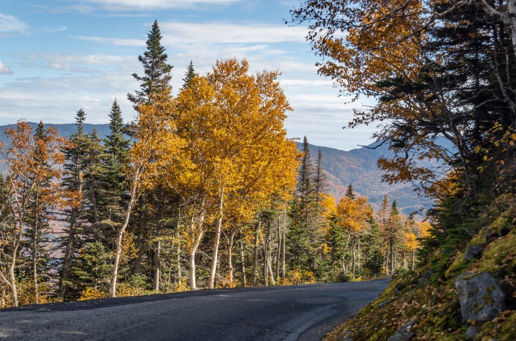 A road running past a few orange and green trees.